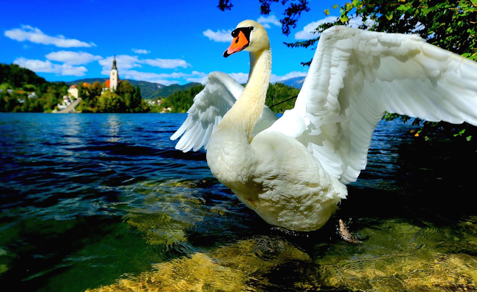 Lake Bohinj